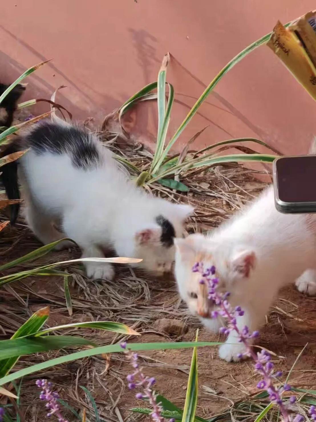 小猫躺在草上 AI 生成的内容可能不正确。
